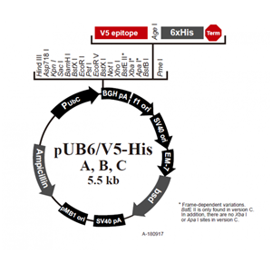 pUB6/V5-His C 载体,pUB6/V5-His C