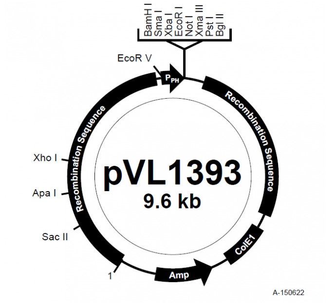 pVL1393 载体,pVL1393