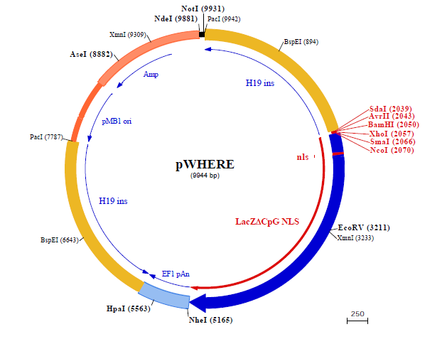 pWHERE 载体,pWHERE