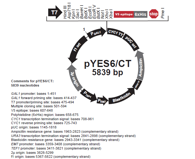 pYES6/CT 载体,pYES6/CT