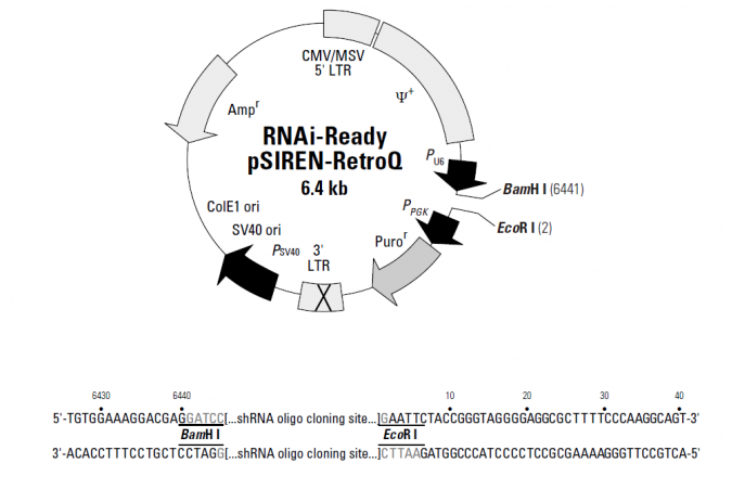 RNAi-Ready pSIREN-RetroQ 载体,RNAi-Ready pSIREN-RetroQ