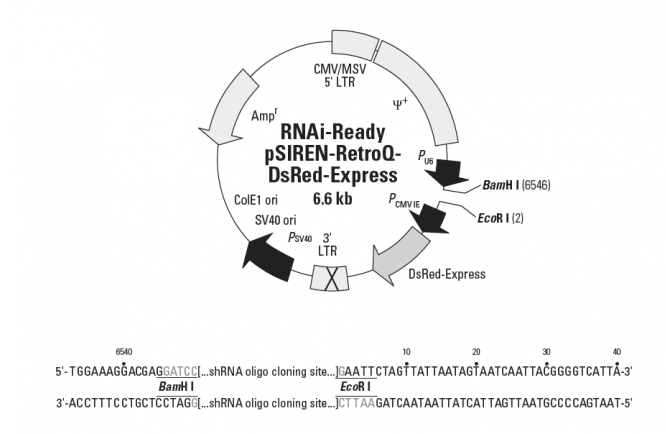 RNAi-Ready pSIREN-RetroQ-DsRed-Express 载体,RNAi-Ready pSIREN-RetroQ-DsRed-Express