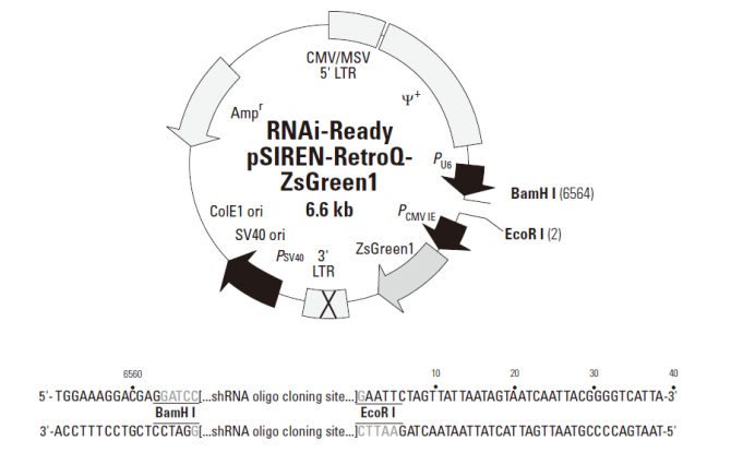 RNAi-Ready pSIREN-RetroQ-ZsGreen 載體,RNAi-Ready pSIREN-RetroQ-ZsGreen