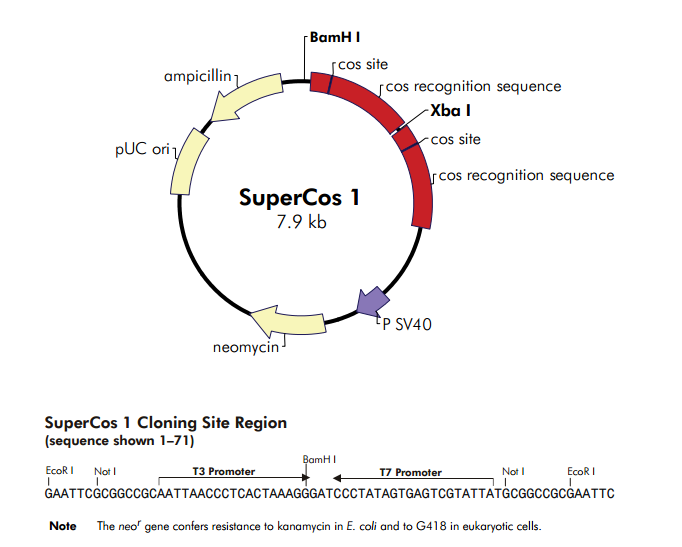 SuperCos I 載體,SuperCo