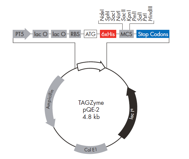 TAGZyme pQE-2 載體,TAGZyme pQE-2