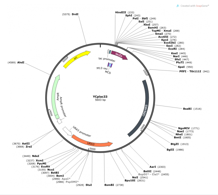YCplac33 載體,YCplac33