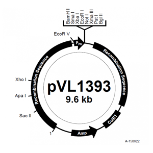 pVL1393 载体