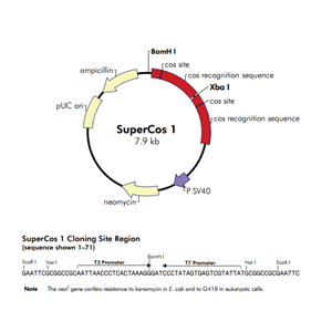 SuperCos I 載體,SuperCo