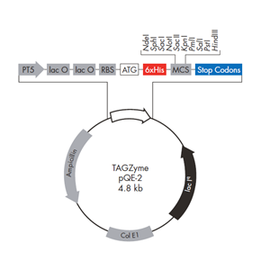 TAGZyme pQE-2 載體