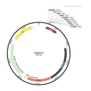 YCplac22 載體,YCplac22