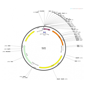 YEp352 载体