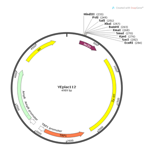 YEplac112 载体,YEplac112