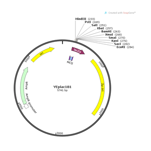 YEplac181 載體