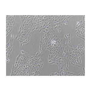 人视网膜上皮细胞；ARPE-19