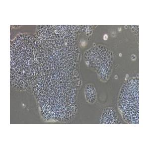 人原位胰腺癌细胞；Bxpc-3