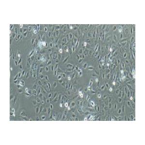 人肾透明细胞癌细胞；Caki-2