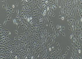 人正常乳腺上皮细胞；MCF-10A