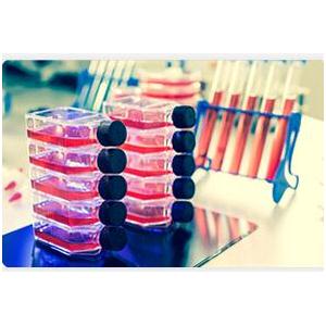 人髓性单核细胞白血病细胞；MV-4-11
