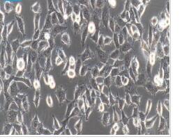 人胚肾细胞；HEK-293