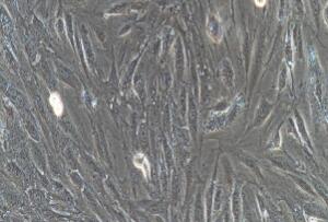 大鼠心肌细胞；H9C2