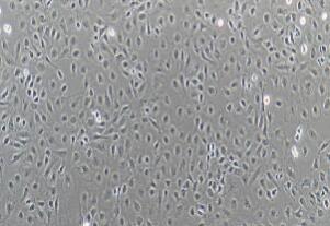 大鼠小肠隐窝上皮细胞；IEC-6
