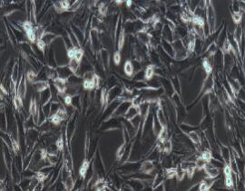 大鼠成肌细胞；L6