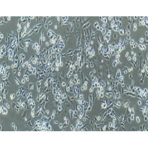 大鼠肾上腺嗜铬细胞（低分化）；PC-12