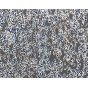 大鼠肾上腺嗜铬细胞（未分化）；PC-12