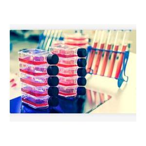 大鼠嗜碱性粒细胞性白血病细胞；RBL-1
