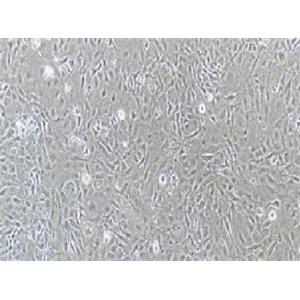 小鼠颅顶前骨细胞亚克隆14；MC3T3-E1 Subclone 14