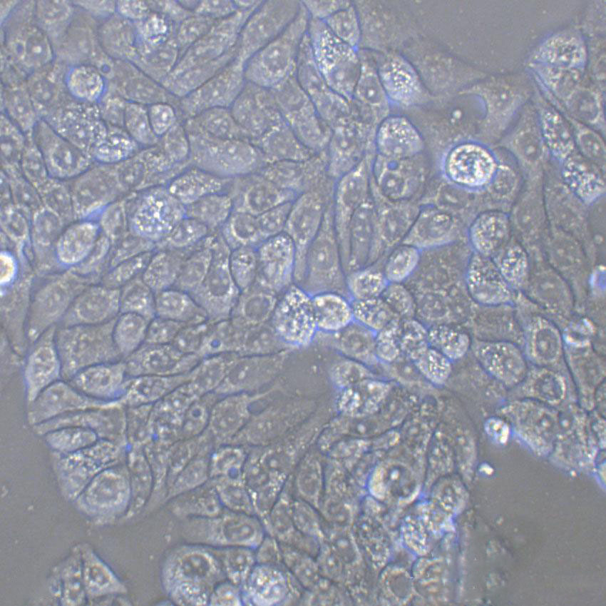 SK-MES-1 Cell:人肺鳞癌细胞系,SK-MES-1 Cell