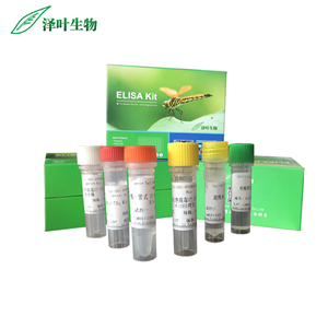 人疱疹病毒3型荧光定量PCR试剂盒（探针法）