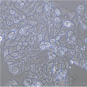 SK-MES-1 Cell:人肺鳞癌细胞系