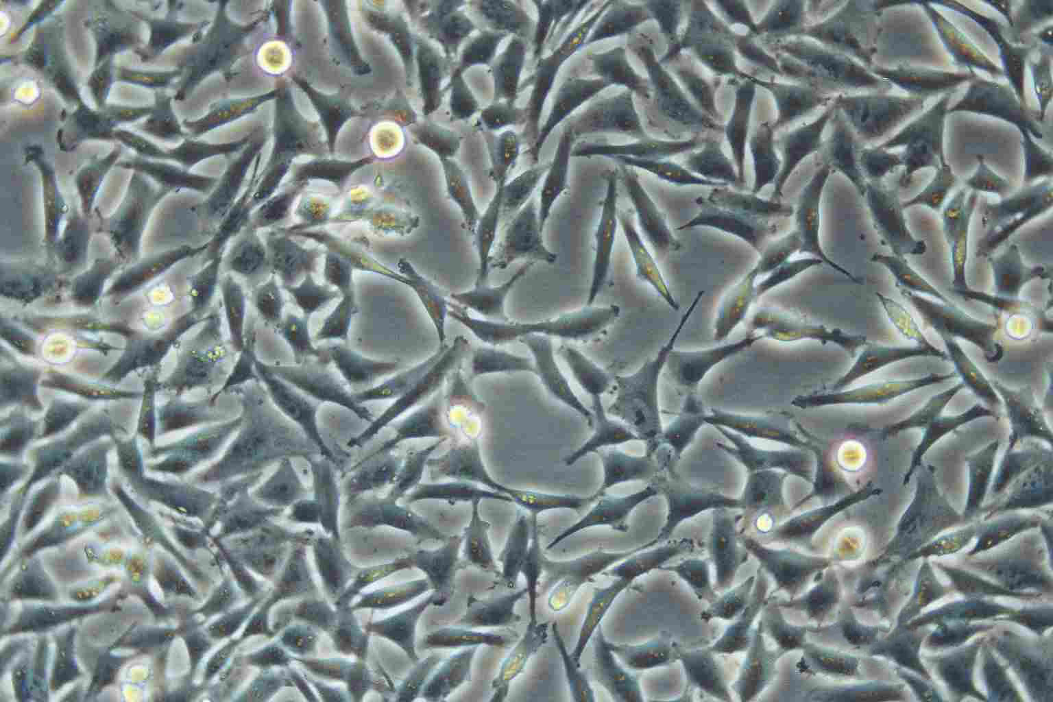 A-431 Cell:人皮肤鳞癌细胞系,A-431 Cell