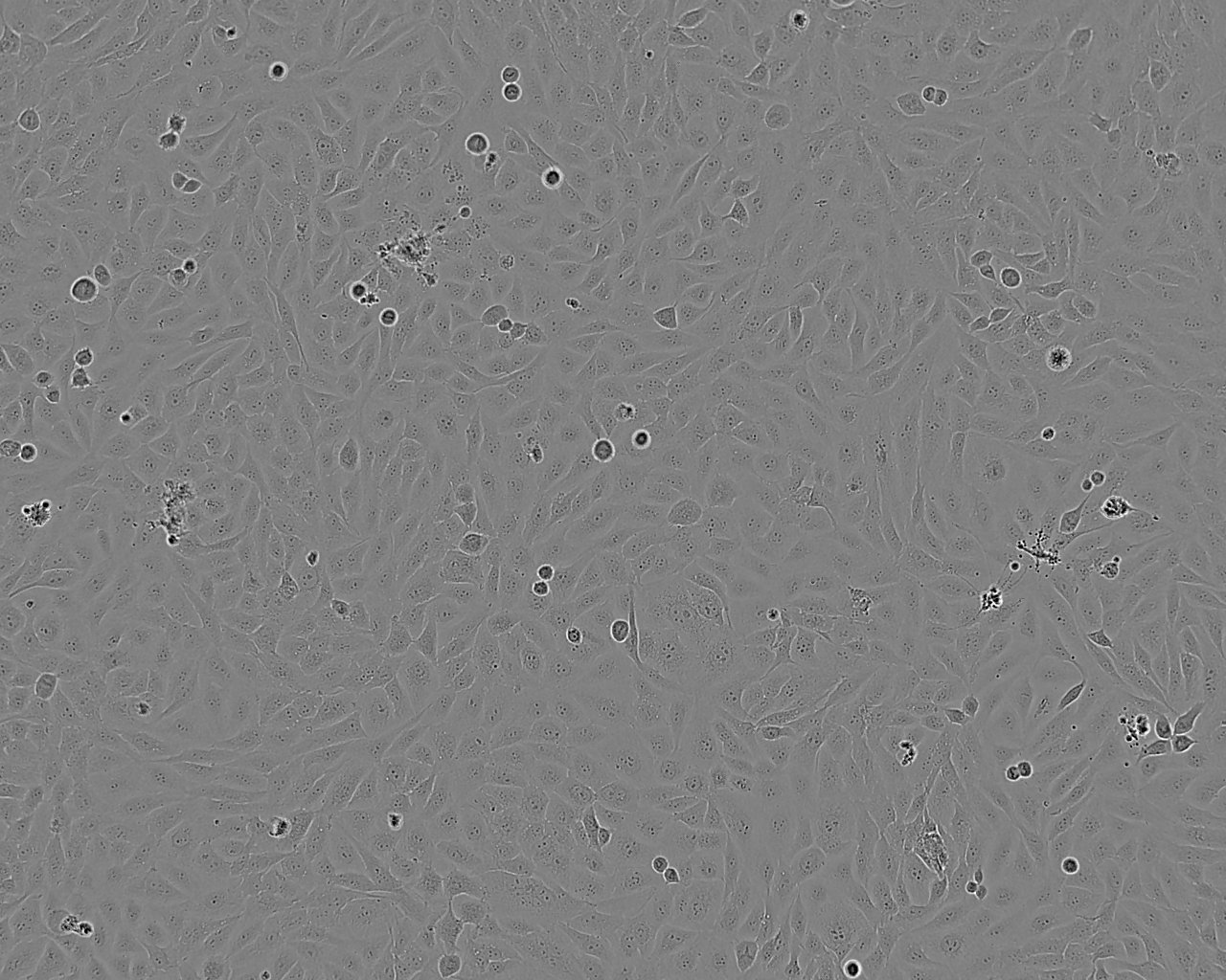 HEK293-FT Cell:表达SV40T抗原人胚肾上皮细胞系,HEK293-FT Cell