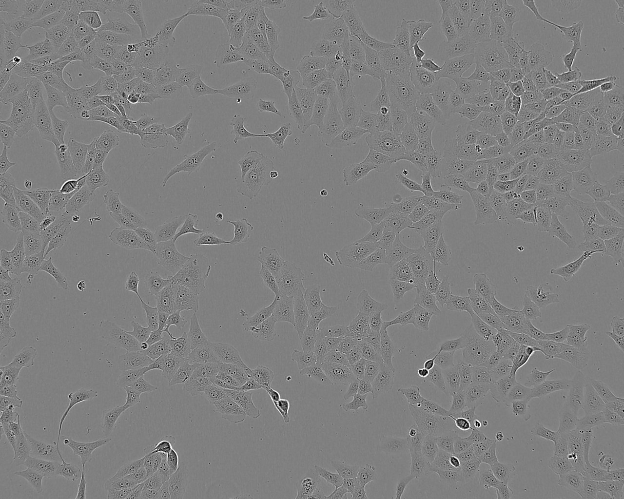 HeLa Cell:人宫颈癌细胞系,HeLa Cell