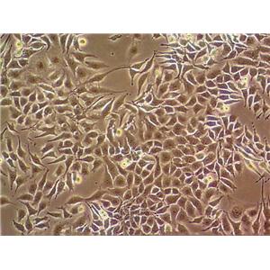HTR-8 Cell:人滋养细胞系