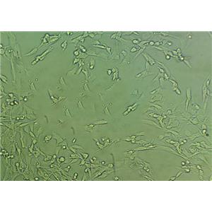 AD-293 Cell:人胚肾细胞系