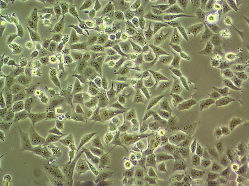 COS-1 Cell:SV40转化的非洲绿猴肾细胞系,COS-1 Cell