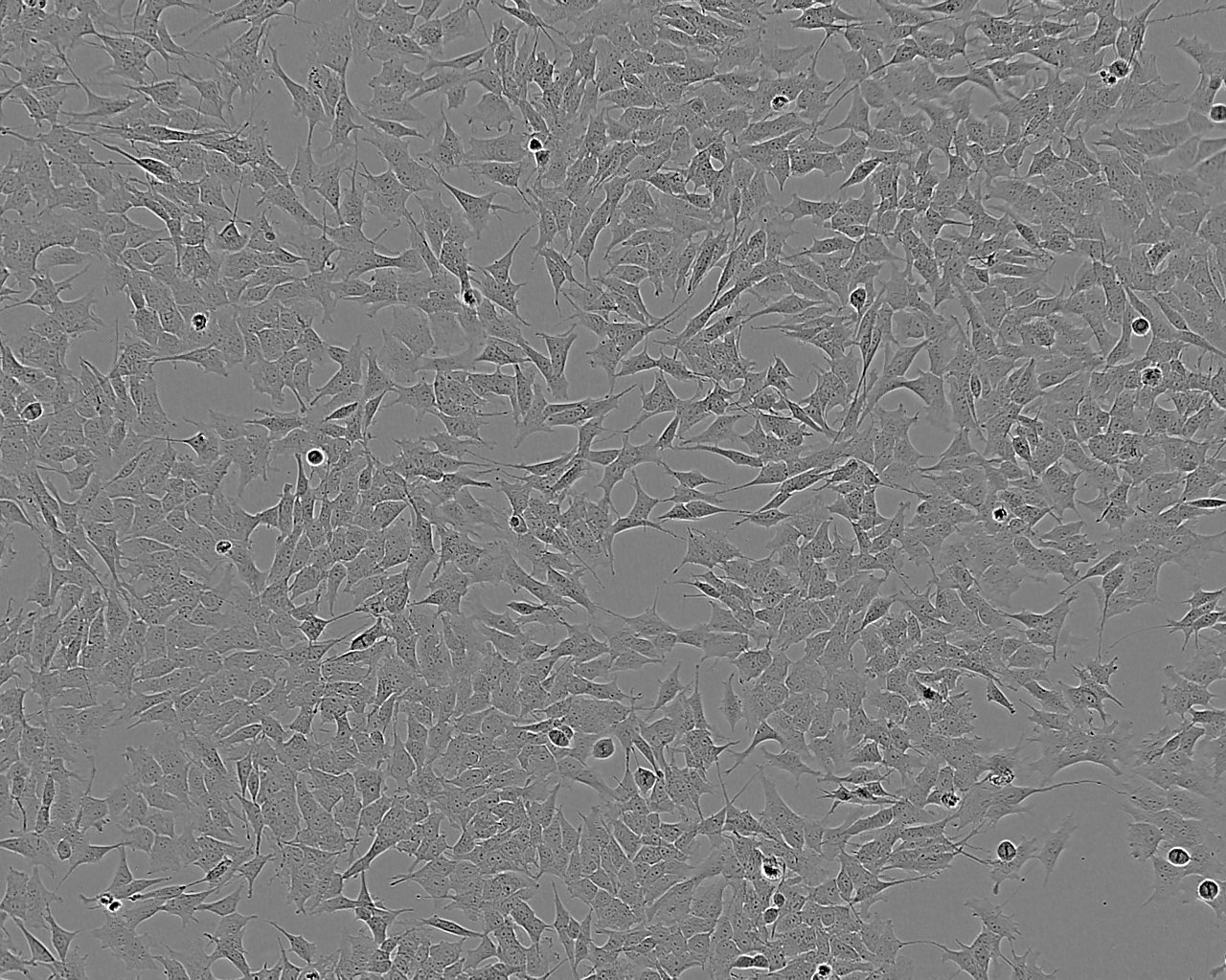 IEC-6 Cell:大鼠小肠隐窝上皮细胞系,IEC-6 Cell