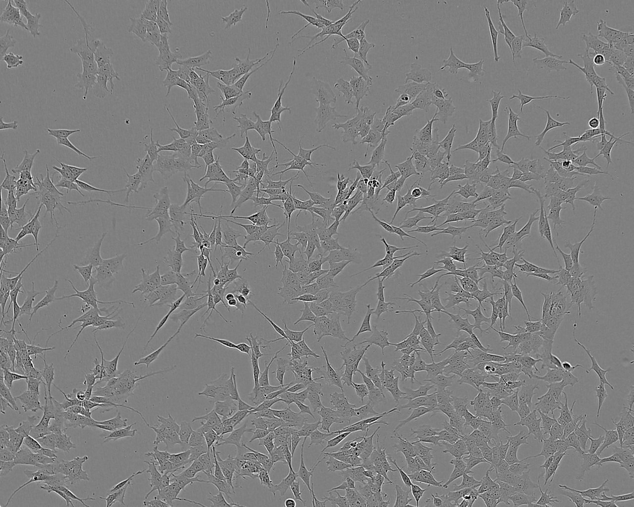 IEC-18 Cell:大鼠回腸細(xì)胞系,IEC-18 Cell