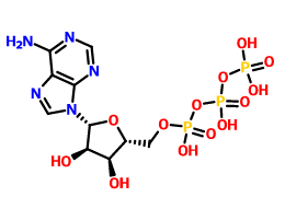 5'-三磷酸腺苷,Adenosine triphosphate