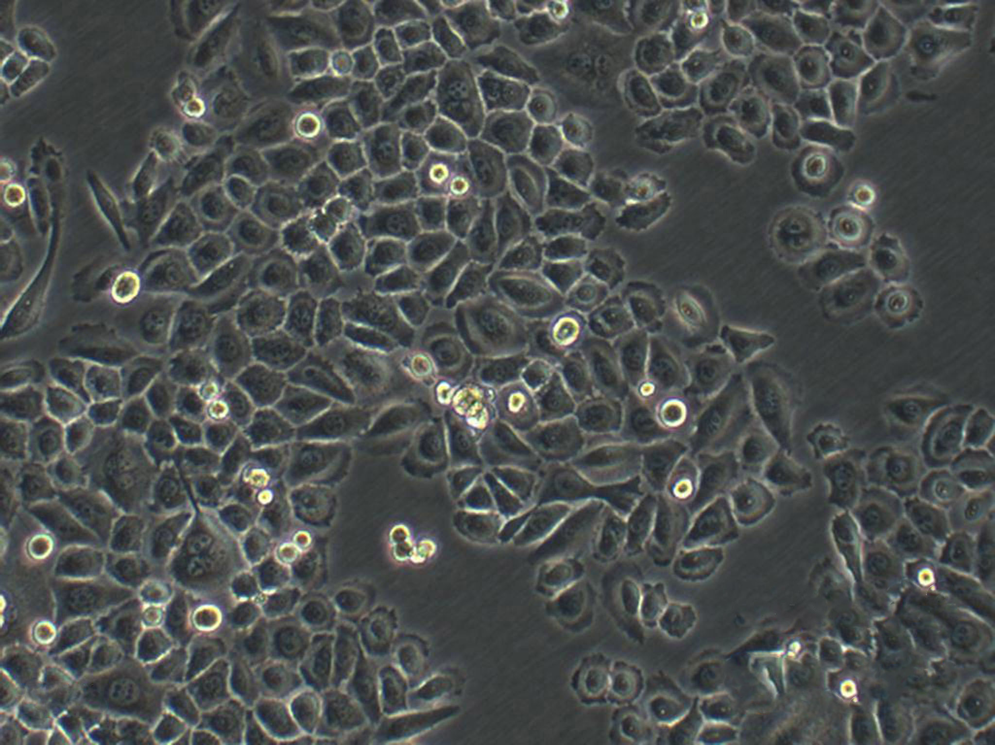 HSC-6 Cell:人口腔鳞癌细胞系,HSC-6 Cell