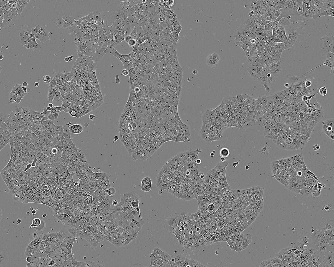 MCF-7B Cell:人乳腺癌细胞系,MCF-7B Cell