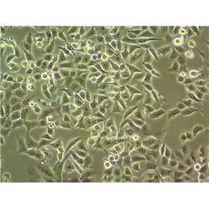 COS-1 Cell:SV40转化的非洲绿猴肾细胞系