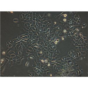 NR8383 Cell:大鼠肺泡巨噬细胞系