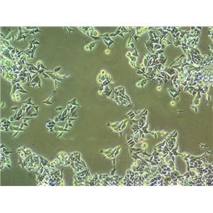 D341 Med Cell:人脑髓母细胞瘤细胞系
