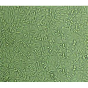 LN-229 Cell:人脑髓母细胞瘤细胞系
