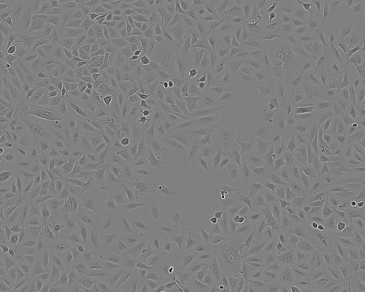 APRE-19 Cell:人視網(wǎng)膜上皮細(xì)胞系,APRE-19 Cell