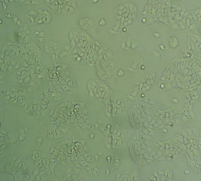 NCI-H1734 Cell:人非小细胞肺癌细胞系,NCI-H1734 Cell